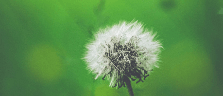 dandelion flower